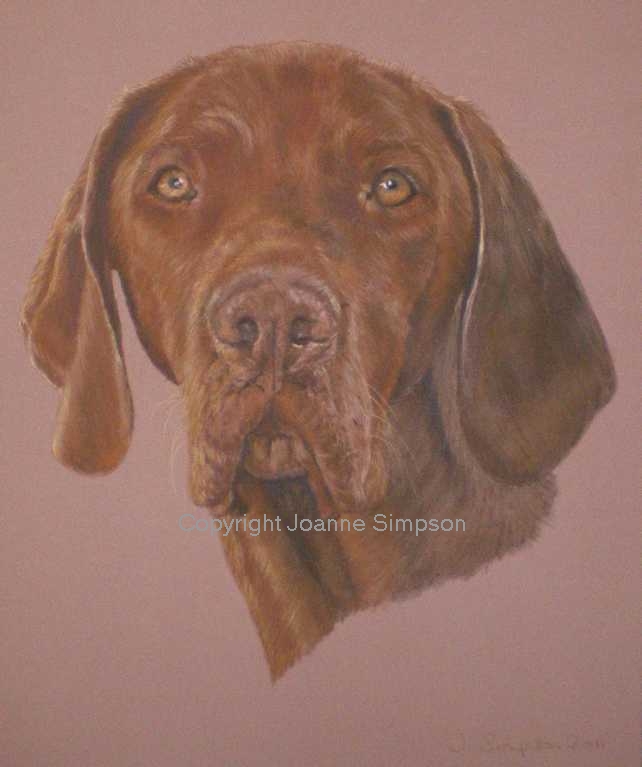 Hungarian Vizsla pet portrait by Joanne Simpson